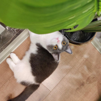 斐然秋暮